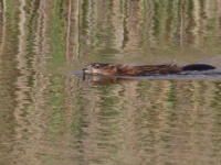 2016-05-21 17h03m04 - Beverrat -  Kemeri - Cor Martijn